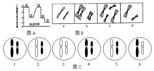 下图表示某高等动物精巢内形成精子的过程中.