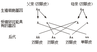 下图表示人的双眼皮的遗传图解,请据图回答下列问题: (1)人的双眼皮