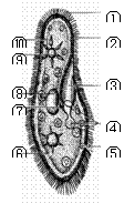 下图是草履虫的结构图,请读图并完成后面的填空. (1)