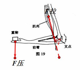 图是手臂的简化图.手托住重物时.肌肉对前臂的拉力沿图中ab线(1)在
