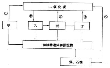 下图表示生态系统中物质循环的全过程.请据图回答下列