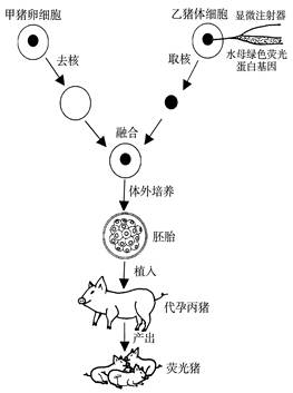 2006年12月22日,中国培育出的首例绿色荧光的转基因克隆猪在东北农业