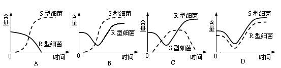 在肺炎双球菌的转化实验中.将加热杀死的s型细菌与r型细菌混合后.