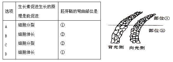 某同学利用发生了向光弯曲的燕麦胚芽鞘制作成切片并观察他绘制了背光