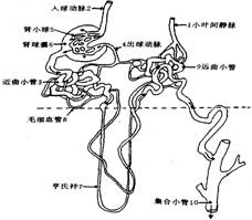 髓袢)试题答案在线课程a 9;b 5;c 10;d 7解析:此图为肾脏部分结构