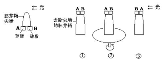 下图左侧为燕麦胚芽鞘所做的处理.那么一段时间后.