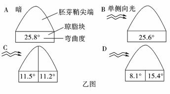 甲图为燕麦胚芽鞘弯曲实验.