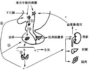 下列不属于下丘脑作用的是( ) a.对垂体激素的释放 b.