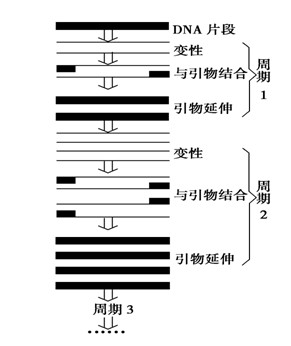 RCR是一种DNA体外扩增技术.1988年.PCR仪