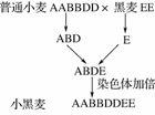 43.(6分)下面是八倍体小黑麦培育过程(a,b,d,e各表示一个染色体组)