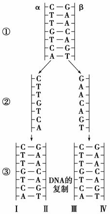 摘要:(1)dna复制 逆转录 (2)rna 转录 rna复制 30 10 (3)逆转录酶 (4)