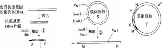 下表为几种限制酶识别的序列及切割位点.下图所示.