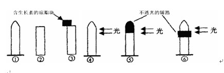 下图中能说明胚芽鞘尖端是感受光刺激部位的最佳实验