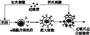 下图是过敏反应示意图.