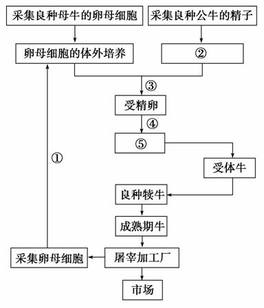 根据"试管牛"工厂化生产的技术流程图解,回答问题