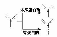 如图表示木瓜蛋白酶和胃蛋白酶对抗体的消化作用,根据图示实验结果,不