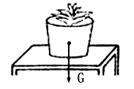 如图所示,请画出花盆所受重力的示意图