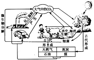 下图为自然界中碳循环示意图