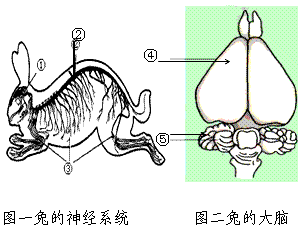 图一②结构是脊髓 c.图一③是神经 d.图二中④是兔的小脑⑤是大脑