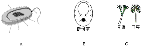 图b这种生物可以用来酿酒,它的名称是酵母菌,是单细胞真菌 b.