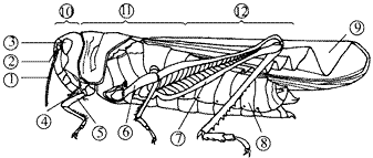 请观察蝗虫的外部形态图回答问题注意内填数字上填名称