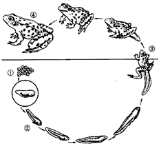如图为青蛙的生殖发育过程图,请据图回答下列问题
