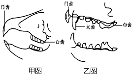 下图是家兔和狼牙齿结构示意图.请据图回答