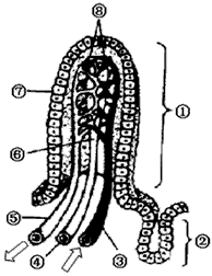 下图是小肠绒毛结构示意图.请据图分析问题(1.