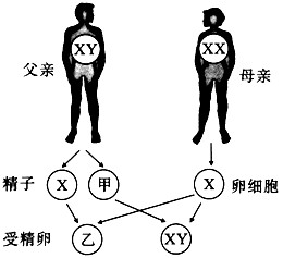 下图是人类的性别决定示意图甲和乙表示的性染色体分别是