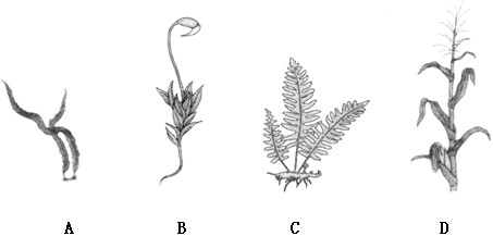 请仔细识别下列图片中的各类植物.分析判定: (