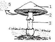 下图为蘑菇形态结构示意图.