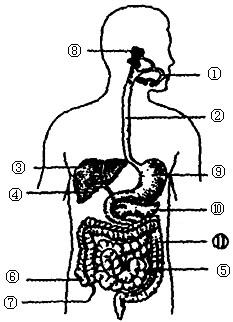 下图为人体消化系统模式图.据图回答(1)结构③是人体最大消化腺.