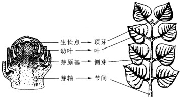 下图中的枝条中有个节个节间请按图中的提示填出图中各部分结构的名称