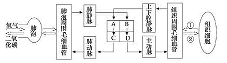 下图为人体血液循环过程模式图,据图回答下列问题.