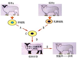 如图是克隆羊"多莉"的培育过程示意图