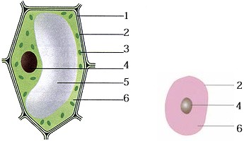 在植物细胞结构中,叶绿体的主要功能是)