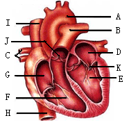 如图是心脏结构示意图,按要求回答题