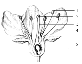 (2)_______( 填序号) 组成了雄蕊. (3)能产生