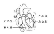 最厚的心壁_心脏结构中最厚的部分是左心室