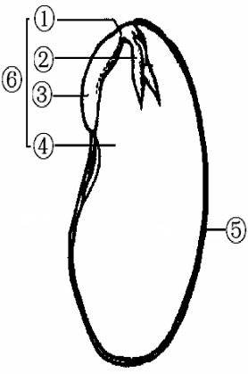 根据大豆种子的部分结构示意图(图8-1),回答下列问题.