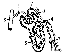 如图是尿的形成示意图,据图回答问题: (1)血液从[2] 过滤到[6] 中成为