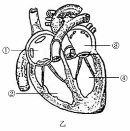 如图甲模拟淀粉的消化过程,图乙是人体心脏结构示意图,图中数字表示