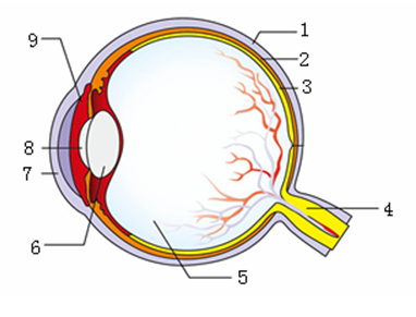 下图是眼球的结构示意图,据图回答