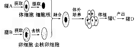 下面是科学家克隆猪的过程示意图,请分析后回答