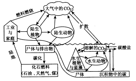 材料三 地球上的碳循环示意图