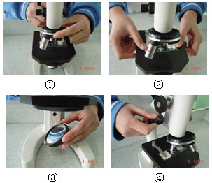 下图为某同学使用光学显微镜进行高倍镜下观察