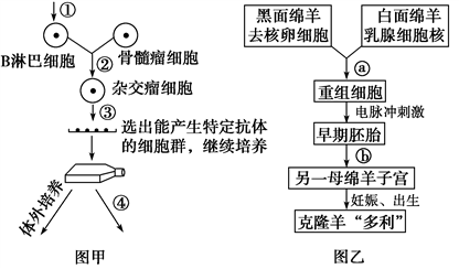 > 题目详情  下图分别是单克隆抗体的制备过程和克隆羊的培育过程示意