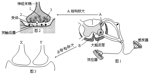 31每空1分共11分下图是一个反射弧和突触的结构示