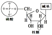 下图中的分子结构为某种核苷酸已知分子结构式的右上角部分为腺嘌呤