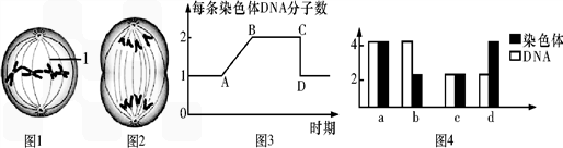 8个dna分子;图2所示细胞中共有0条姐妹染色单体b